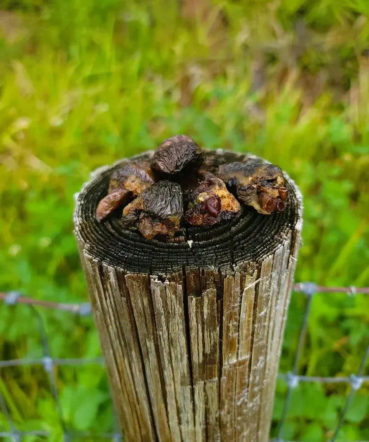 Weathered charred top of dehydrated chicken hearts wooden post
