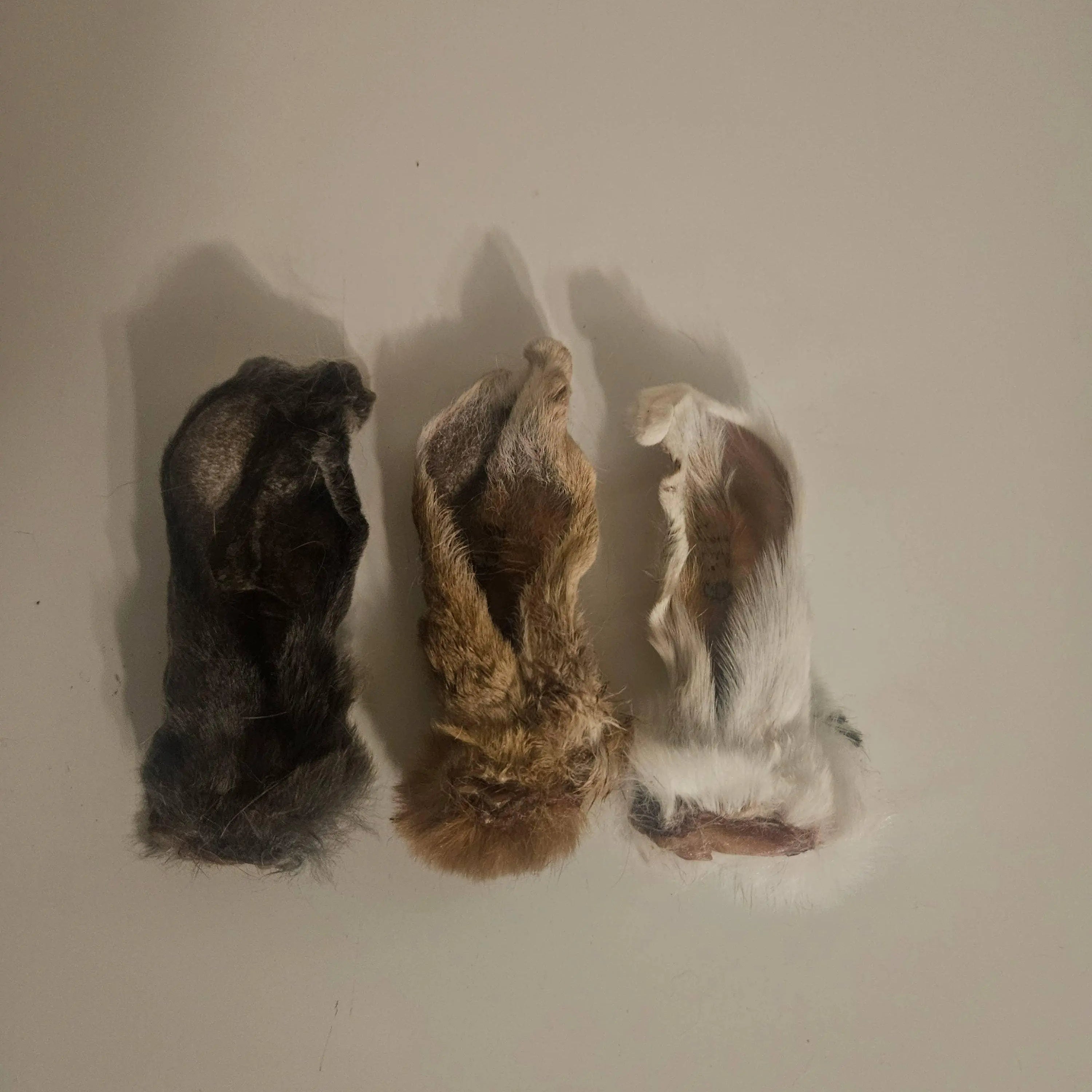 Rabbit Ears