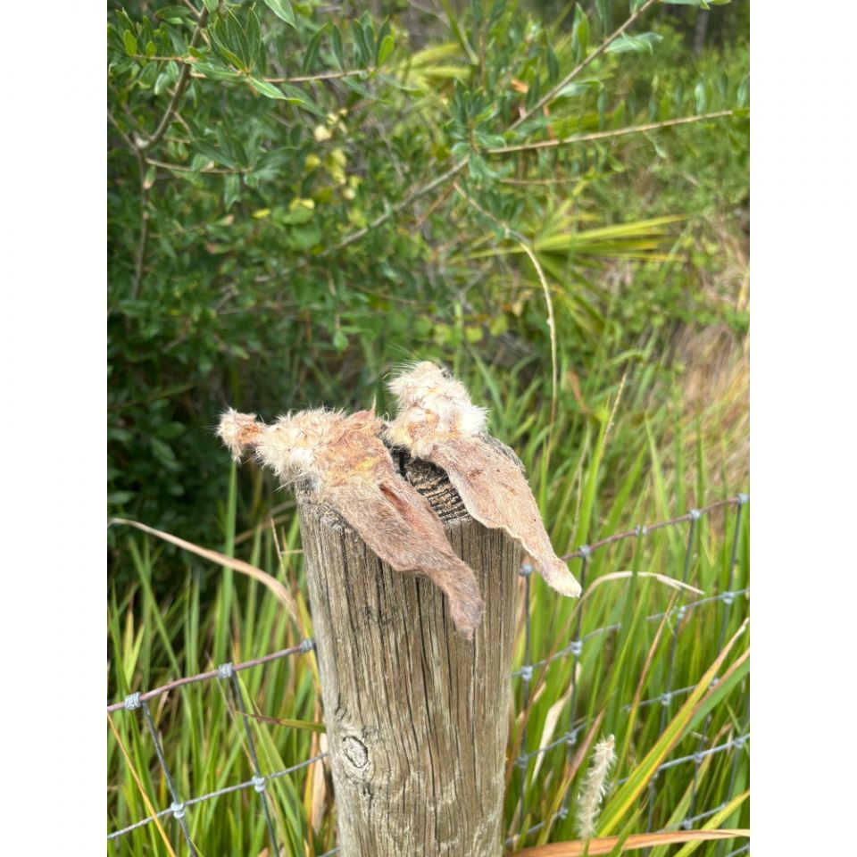 Hairy Rabbit Ears