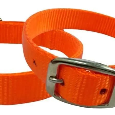 Orange nylon dog collar. Dog