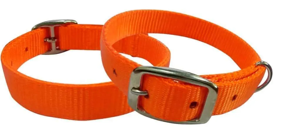 Orange nylon dog collar. Dog