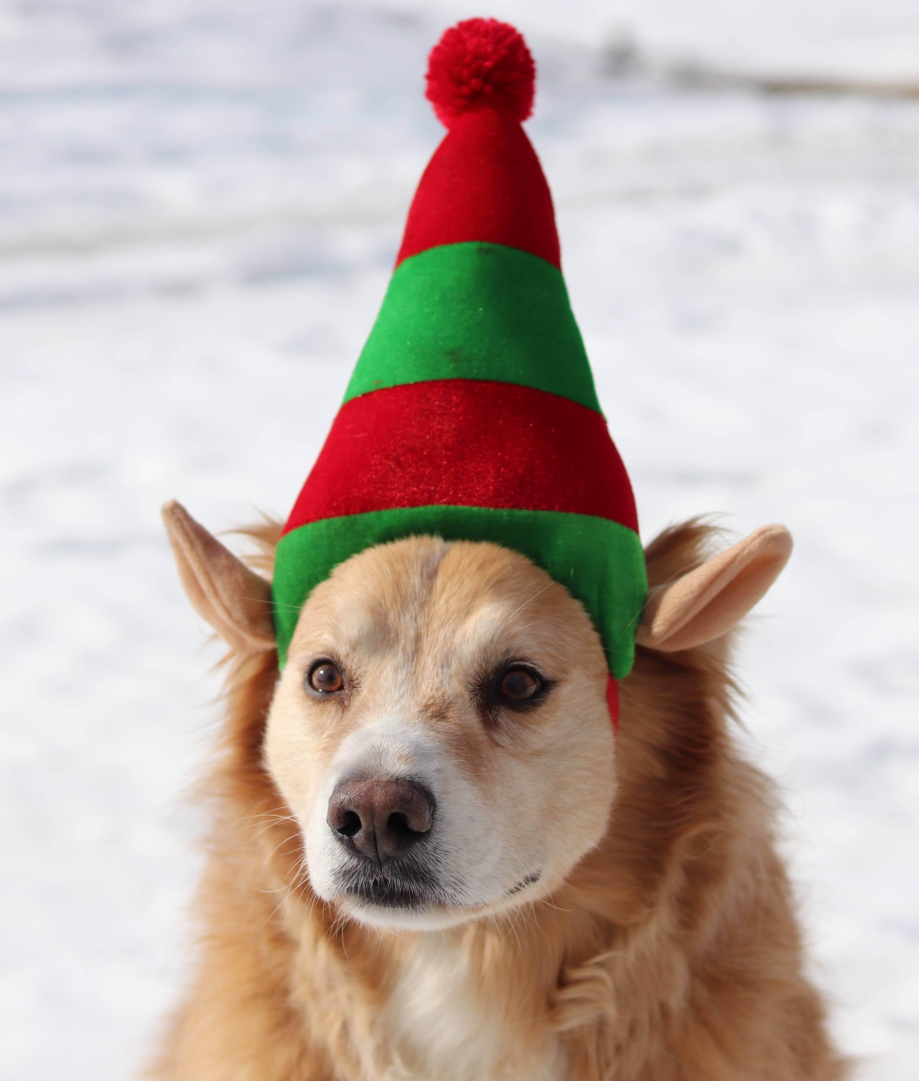 Christmas hats shop for dogs