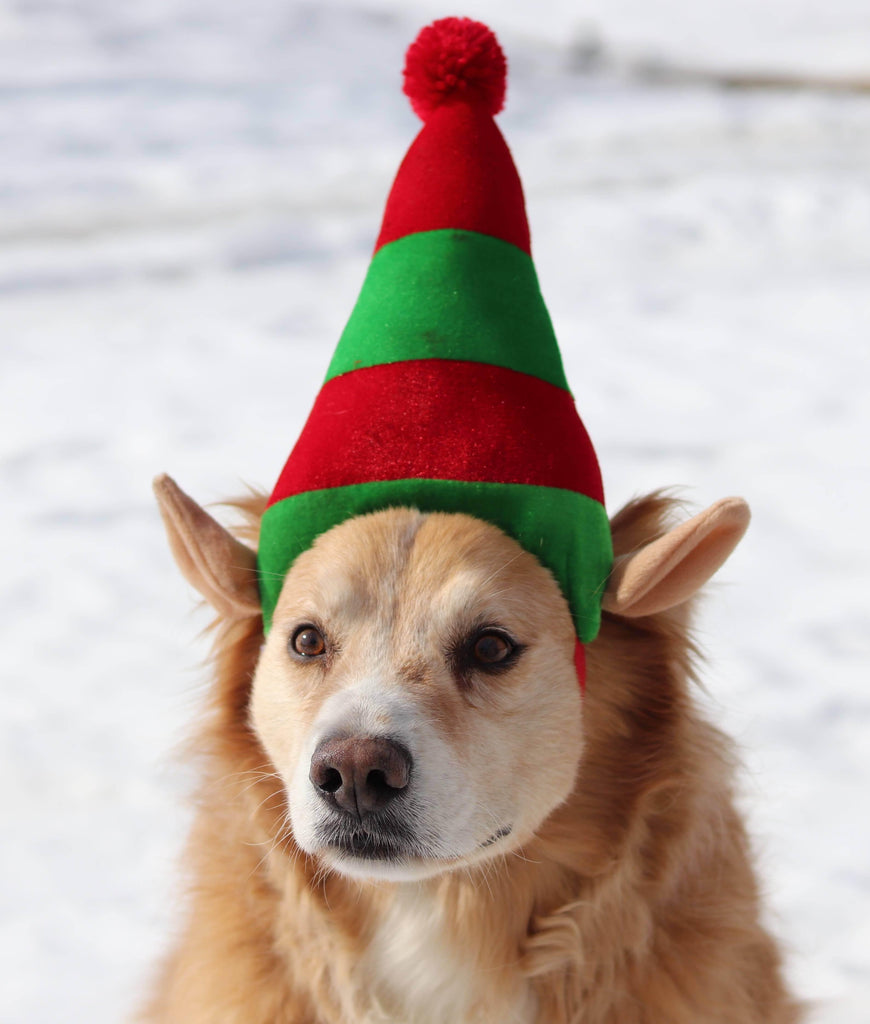 a brown and white dog wearing a green hat 