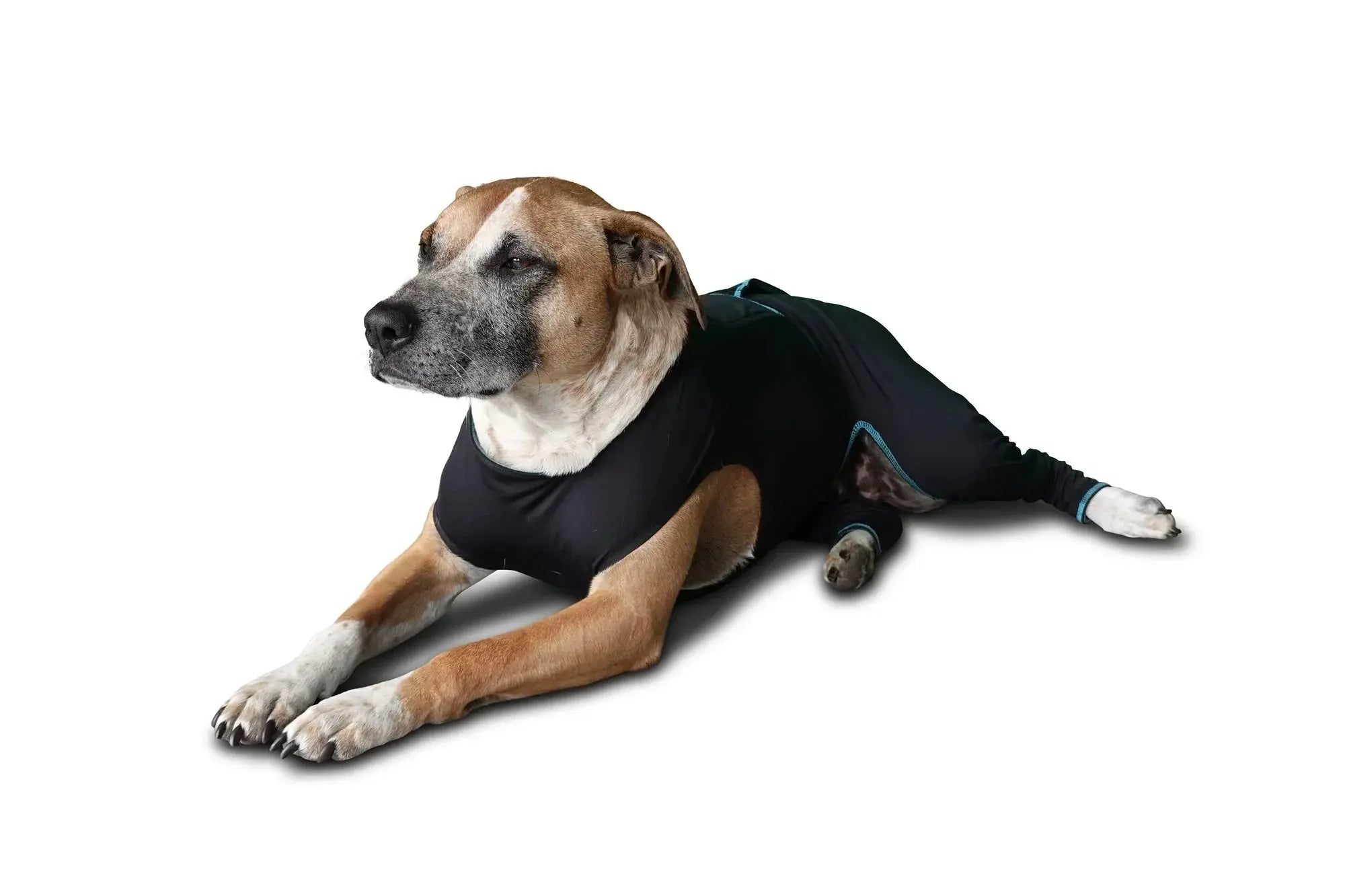 Benefab Canine Comfort Suit Dog