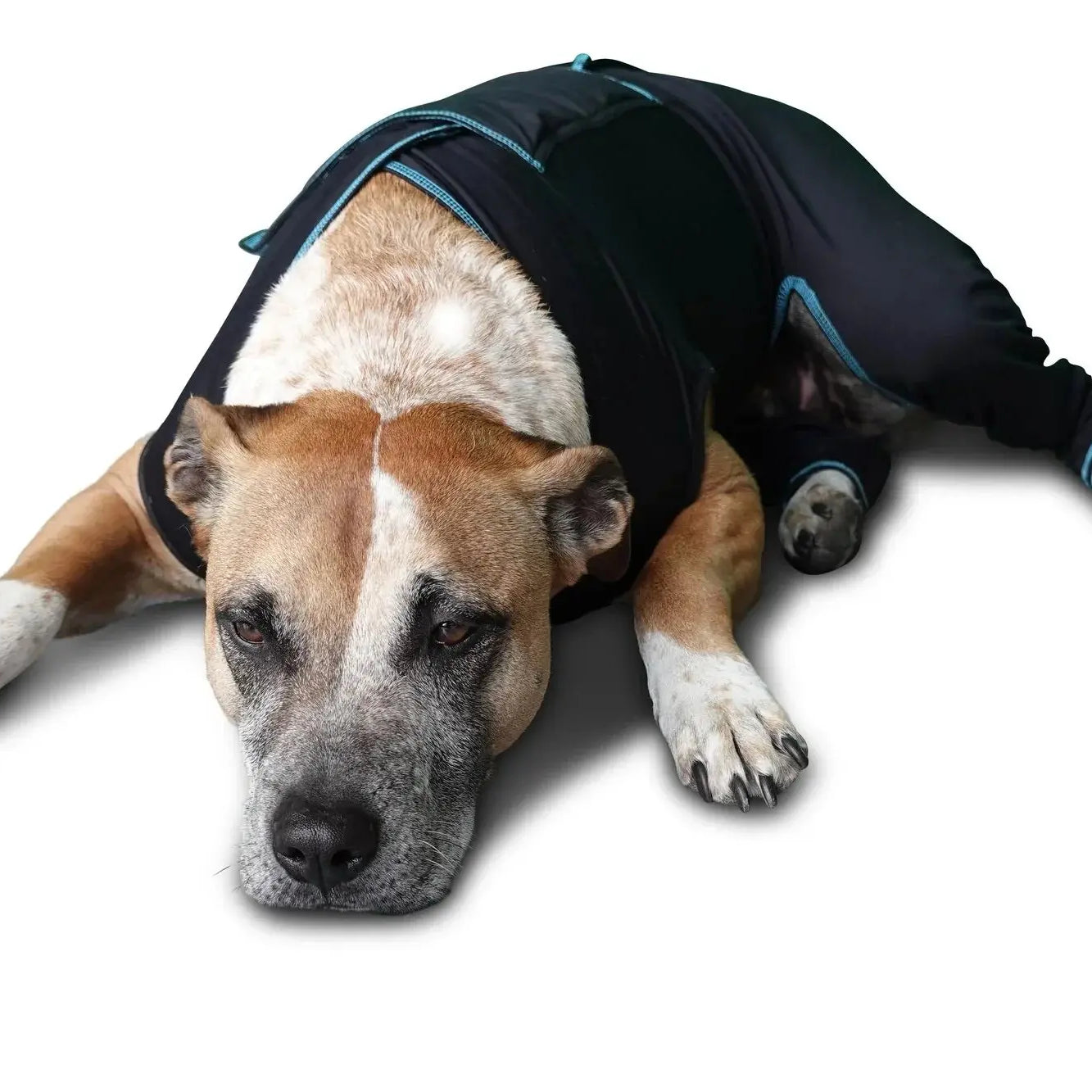 Benefab Canine Comfort Suit Dog