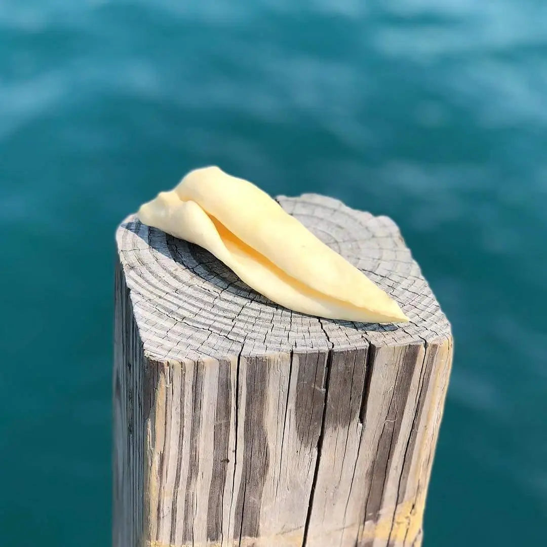 Pale yellow soft conch shell on weathered post for Lamb Ears product
