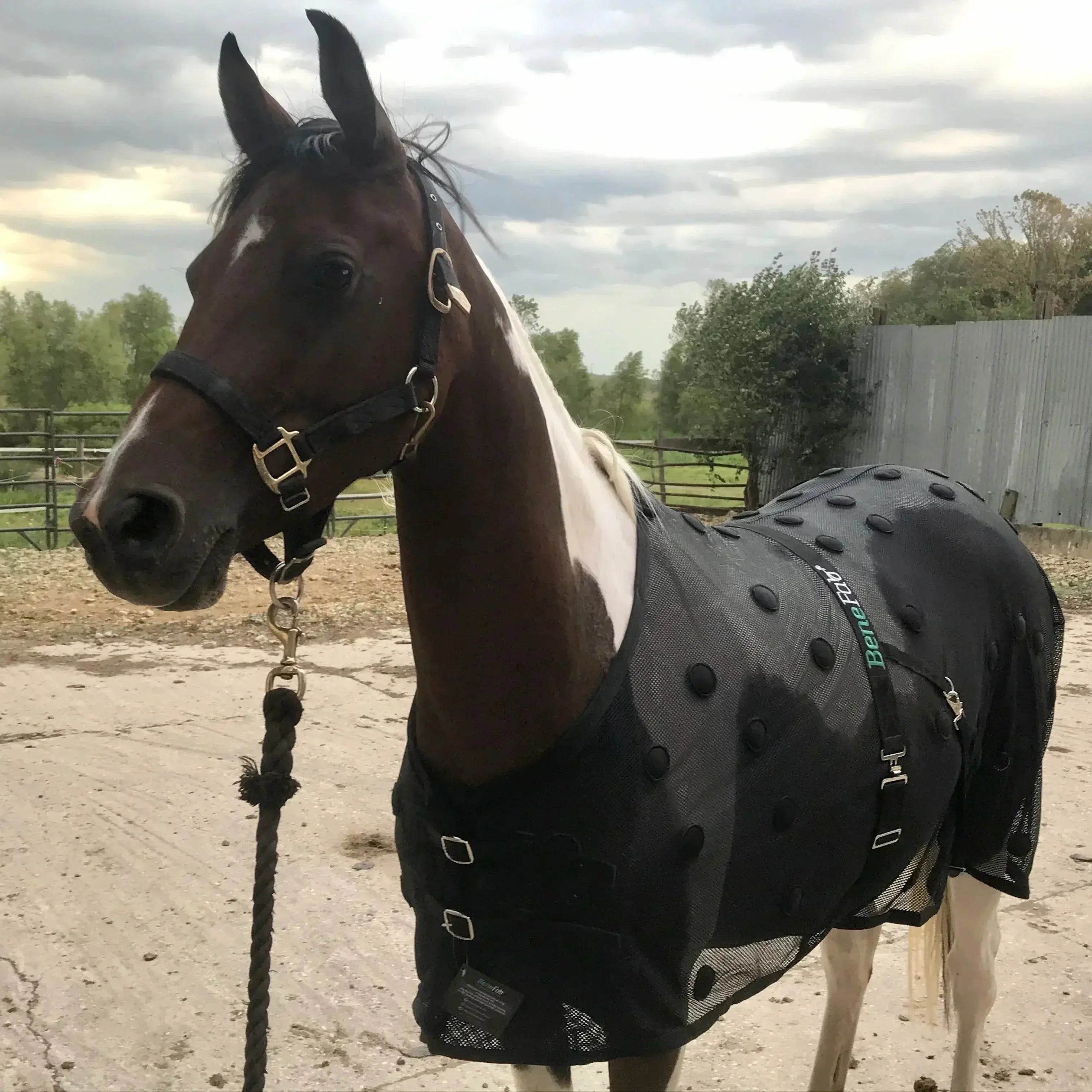 Horse Wearing BeneFab Rejuvenate SmartScrim