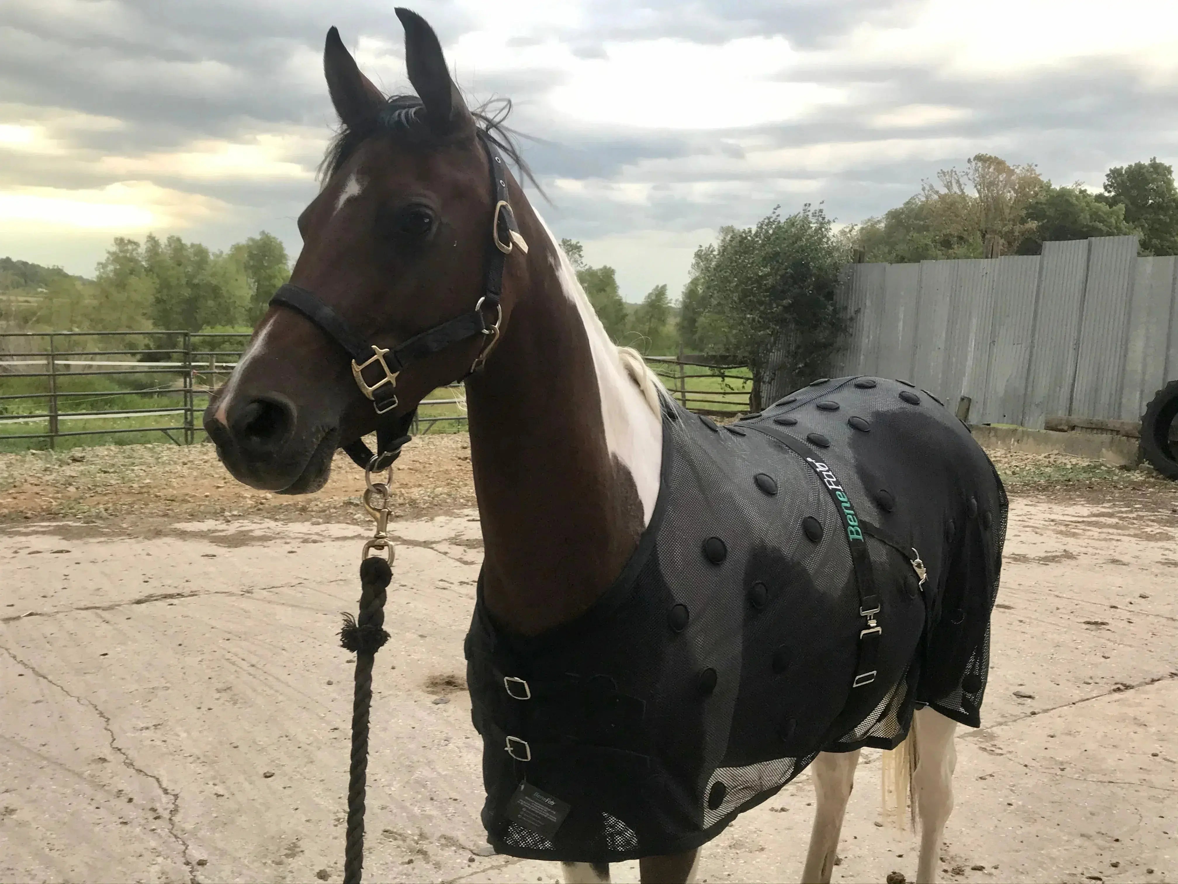 NEW Mini BeneFab Rejuvenate SmartScrim black mesh horse blanket with studs