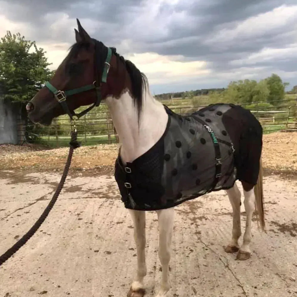 Horse Wearing BeneFab Rejuvenate SmartScrim