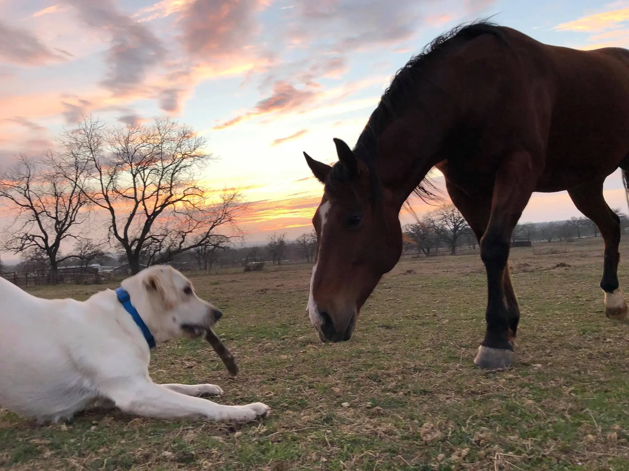 Brown horse with dark mane and white face markings in sunset field with white dog