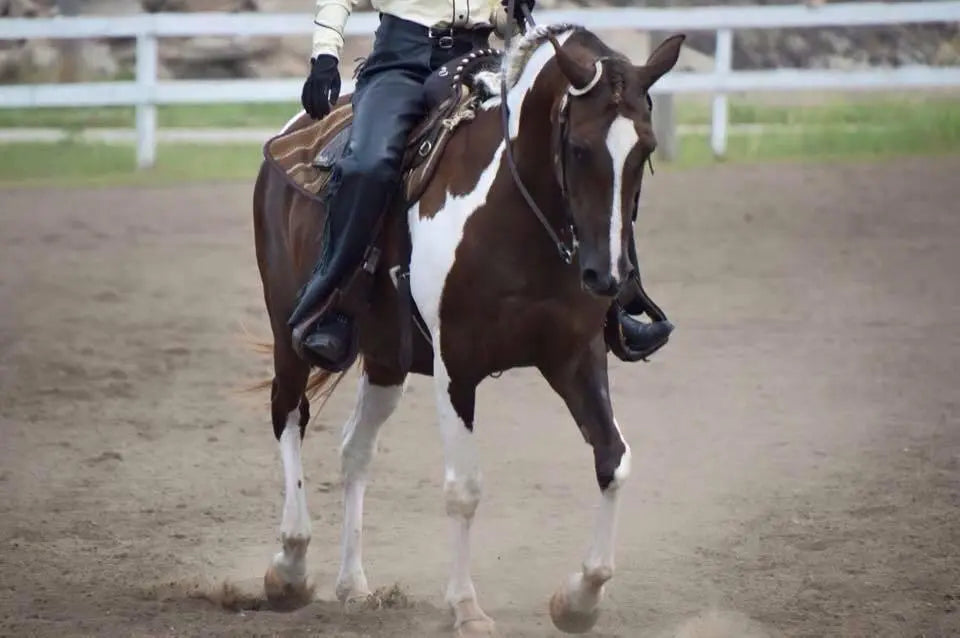 Brown and white pinto horse with white facial stripe in black saddle, Horse collection