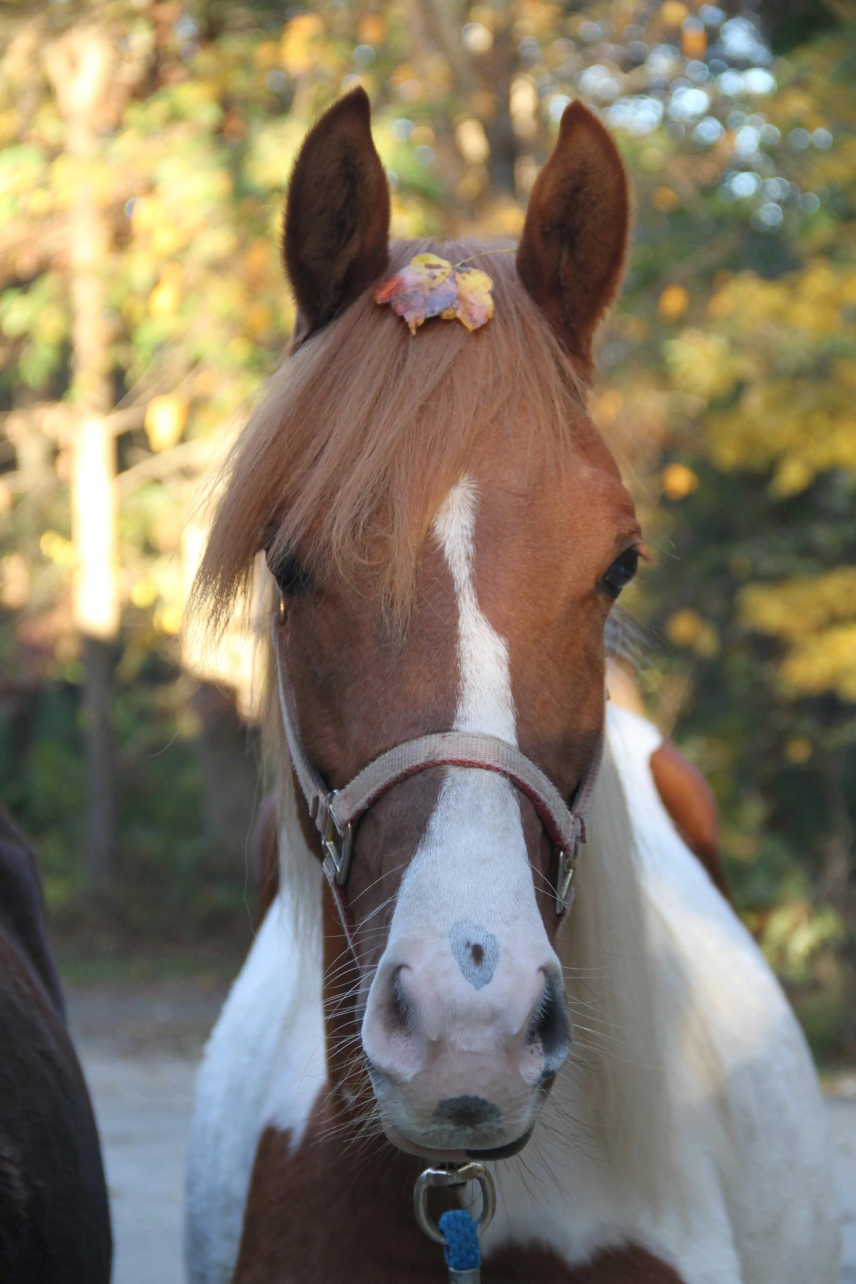 Brown and white paint horse with white facial stripe and autumn leaves