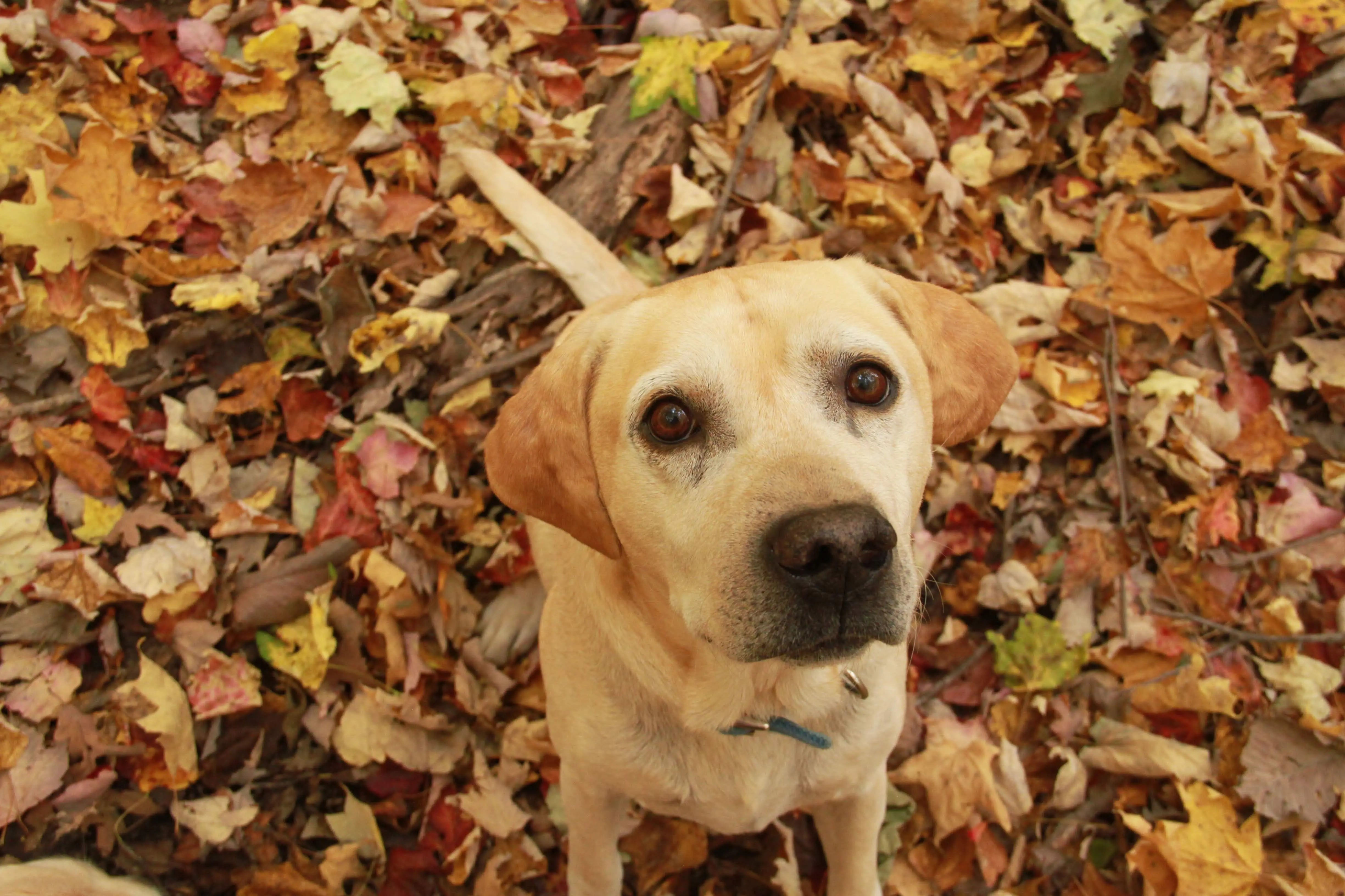 Light yellow Labrador retriever with floppy ears in autumn leaves