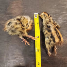 Freeze Dried Quail - Baby Single Dog