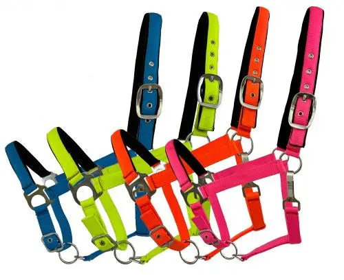 Average Horse size nylon adjustable nose halter in fluorescent colors Horse