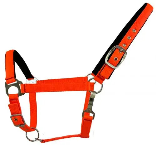 Average Horse size nylon adjustable nose halter in fluorescent colors Horse