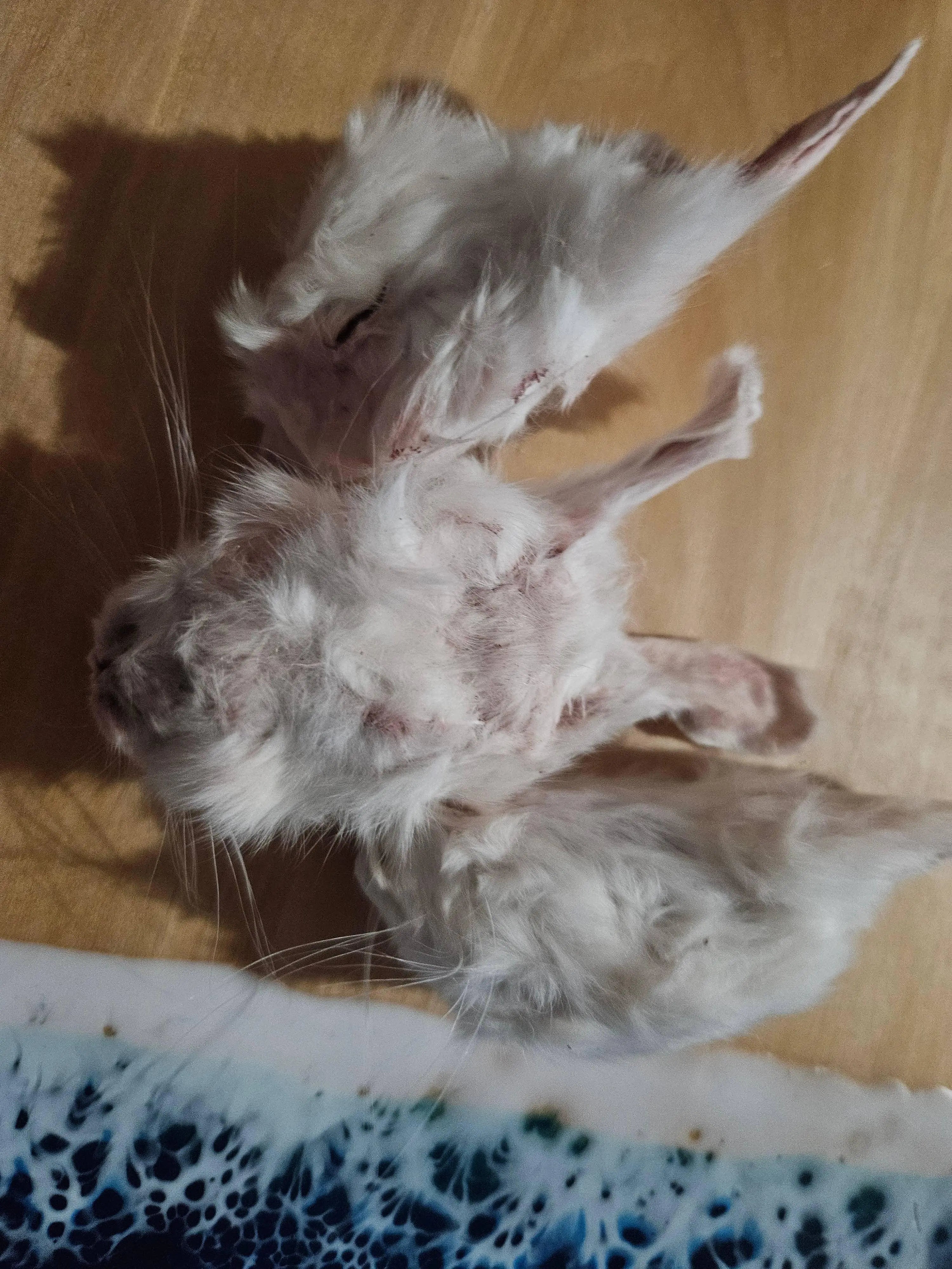 Freeze Dried Rabbit Head - W/Ears - Baby Whole - Single