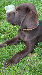 Chocolate lab puppy with floppy ears wearing genuine leather teal rawhide collar on grass