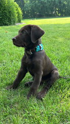 Corded Leather Dog Collar - Teal/White Dog