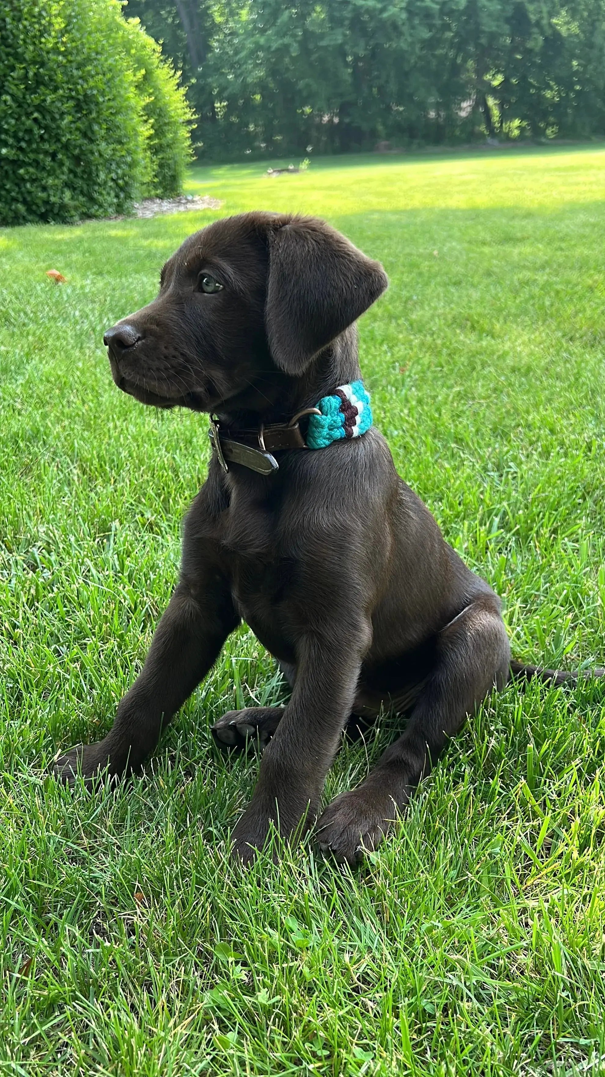 Corded Leather Dog Collar - Teal/White Dog