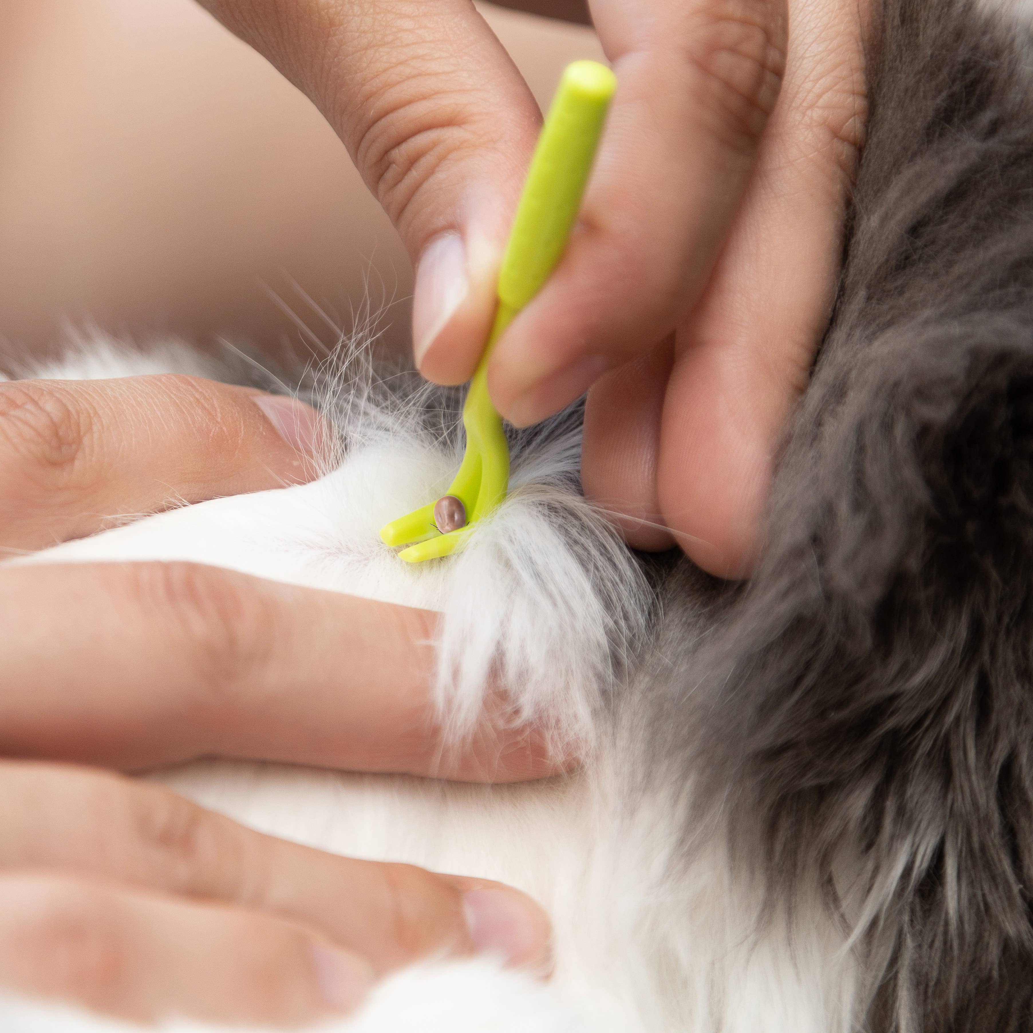 tick remover from dog