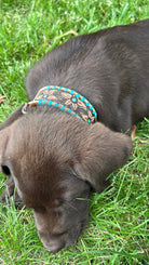 Genuine leather dog collar with teal rawhide, turquoise beads and floral embroidery