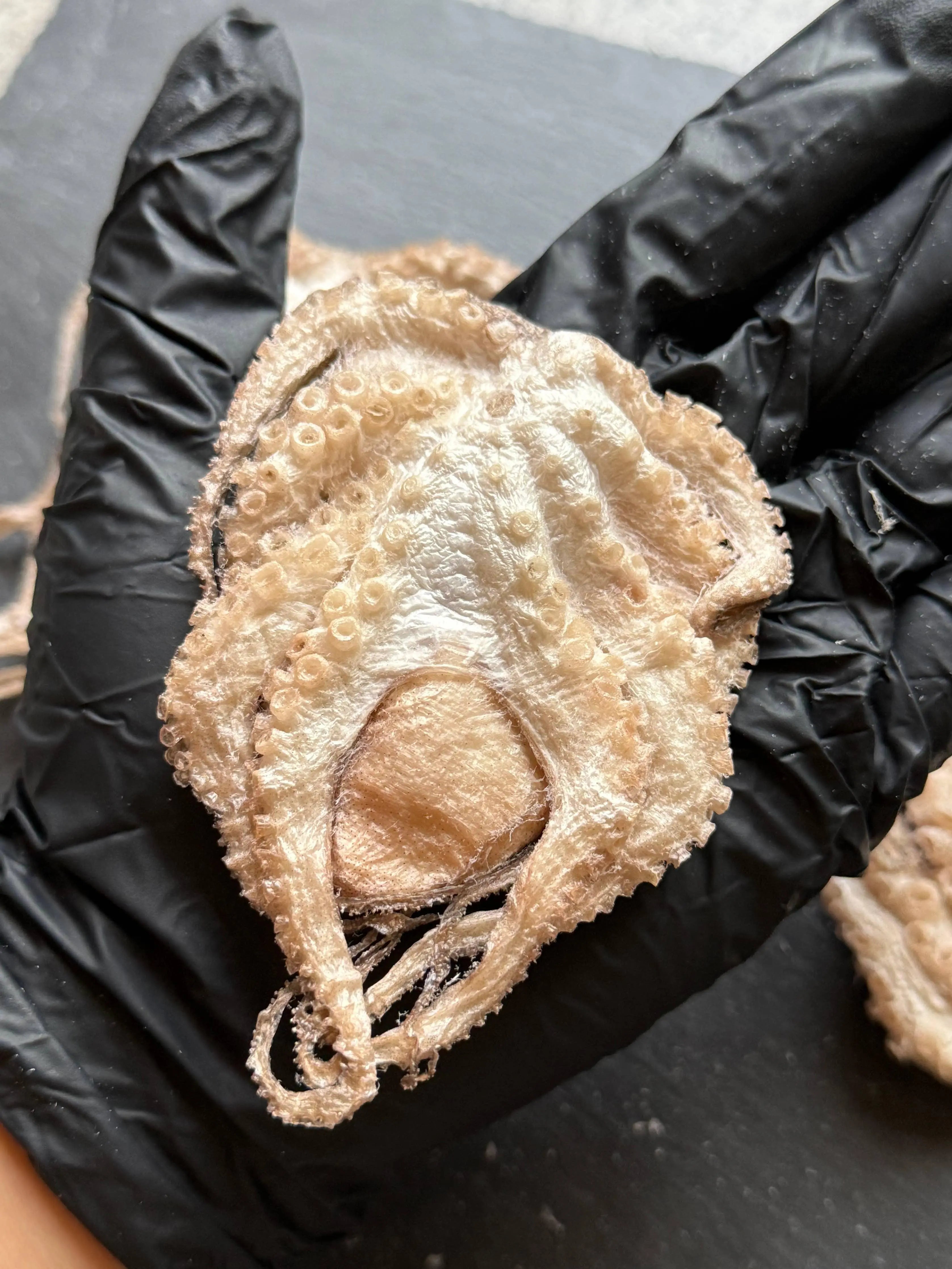 Baby Octopus - Freeze-Dried