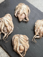 Baby Octopus - Freeze-Dried