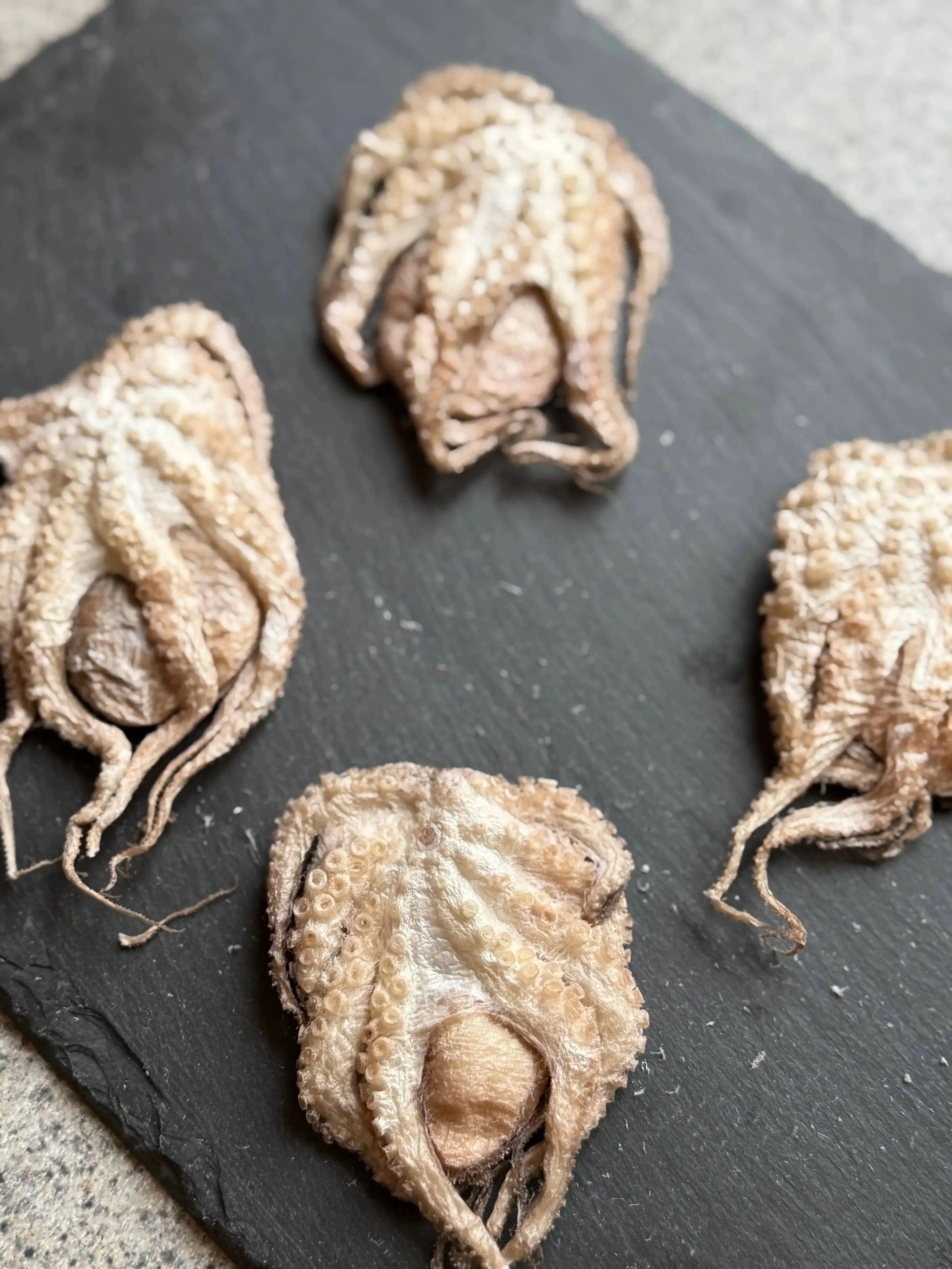 Baby Octopus - Freeze-Dried