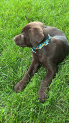 Teal Southwest designed nylon dog collar Dog