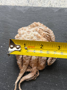 Baby Octopus - Freeze-Dried