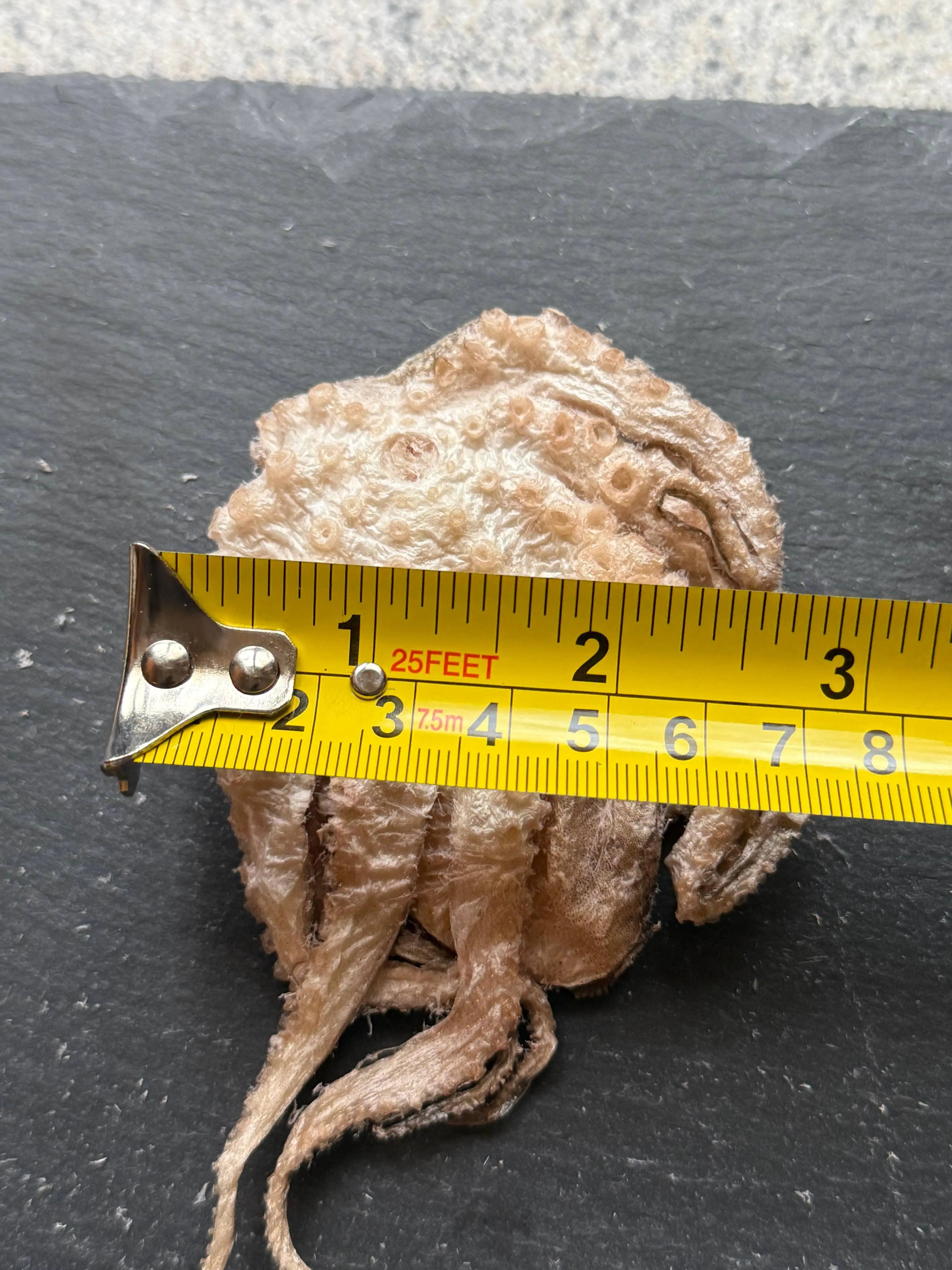 Baby Octopus - Freeze-Dried