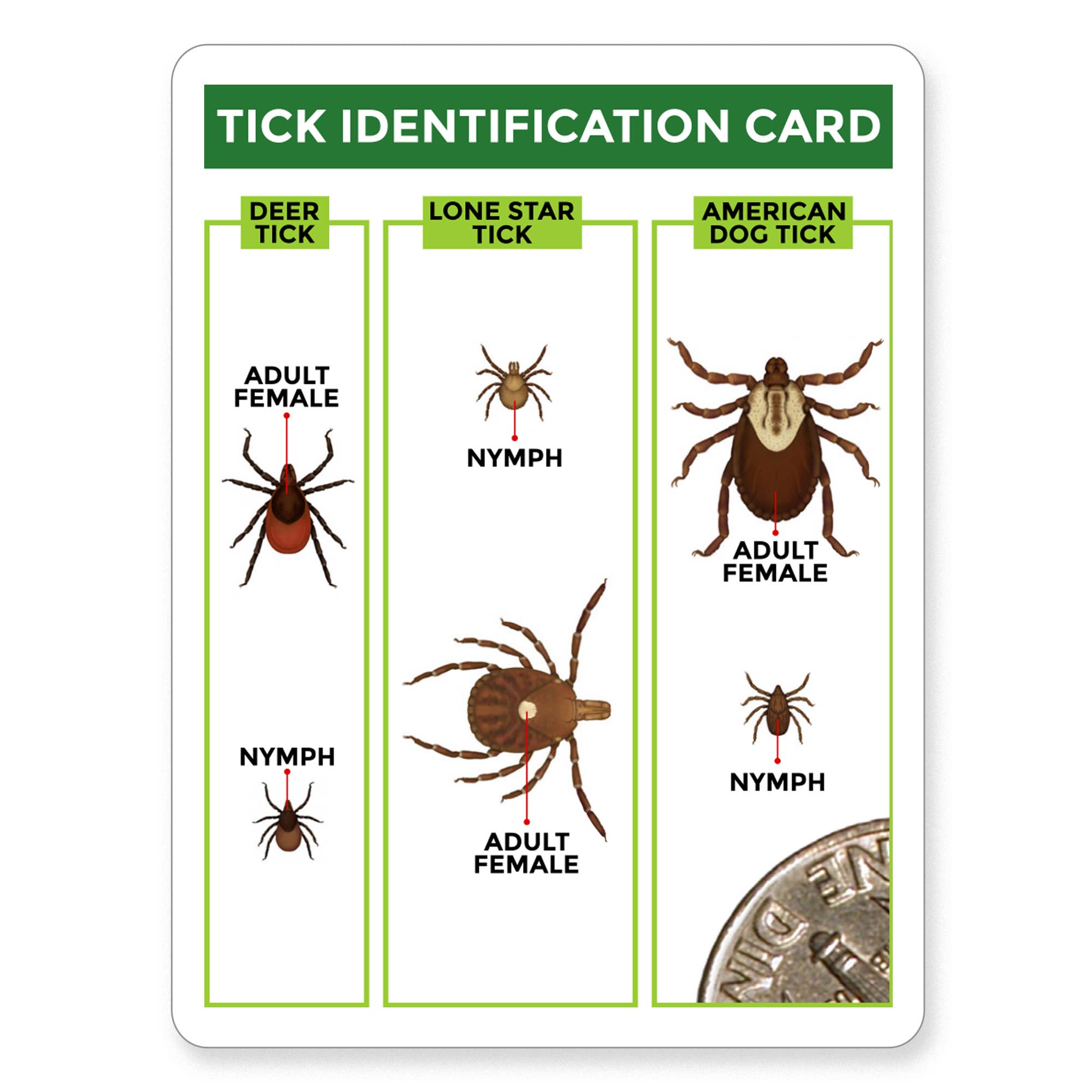ticks