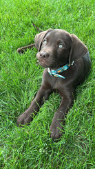 Teal Southwest designed nylon dog collar Dog