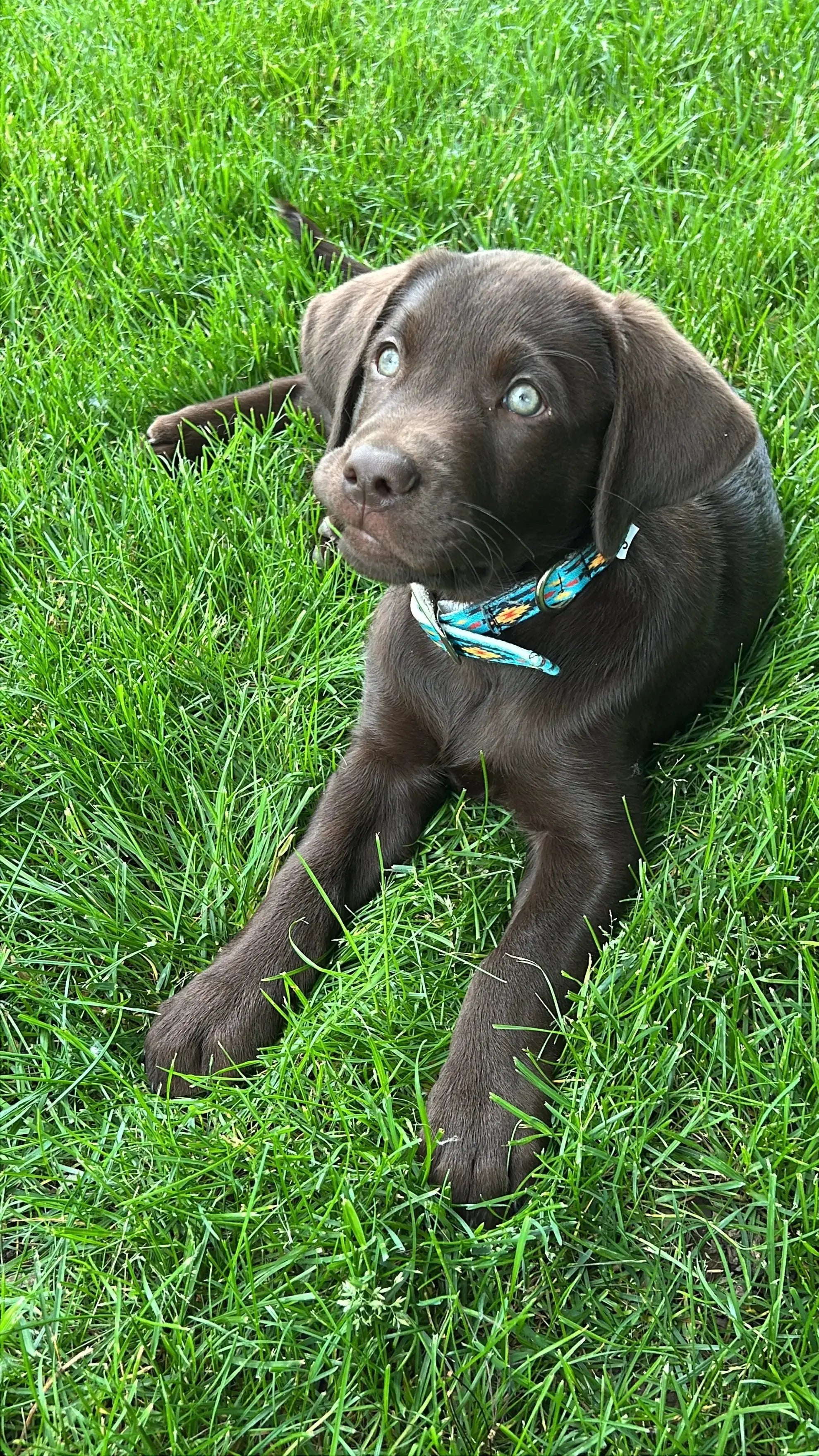 Teal Southwest designed nylon dog collar Dog
