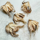 Baby Octopus - Freeze-Dried
