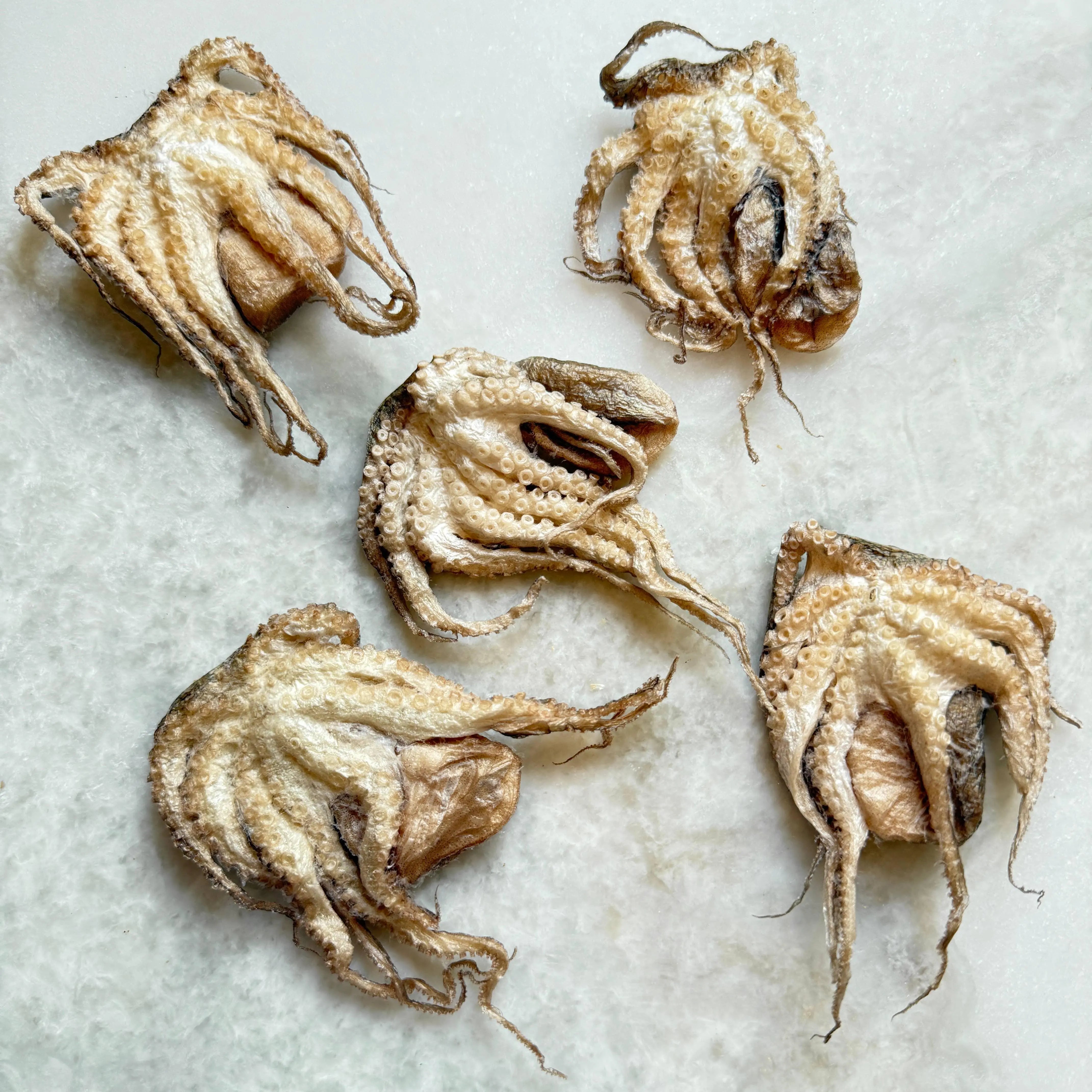 Baby Octopus - Freeze-Dried