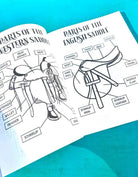 The Riding Student's Horse Workbook Horse