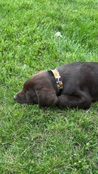 Cow print design nylon dog collar Dog