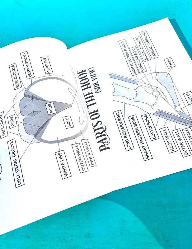 The Riding Student's Horse Workbook Horse