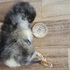 Freeze Dried Chicks Dog