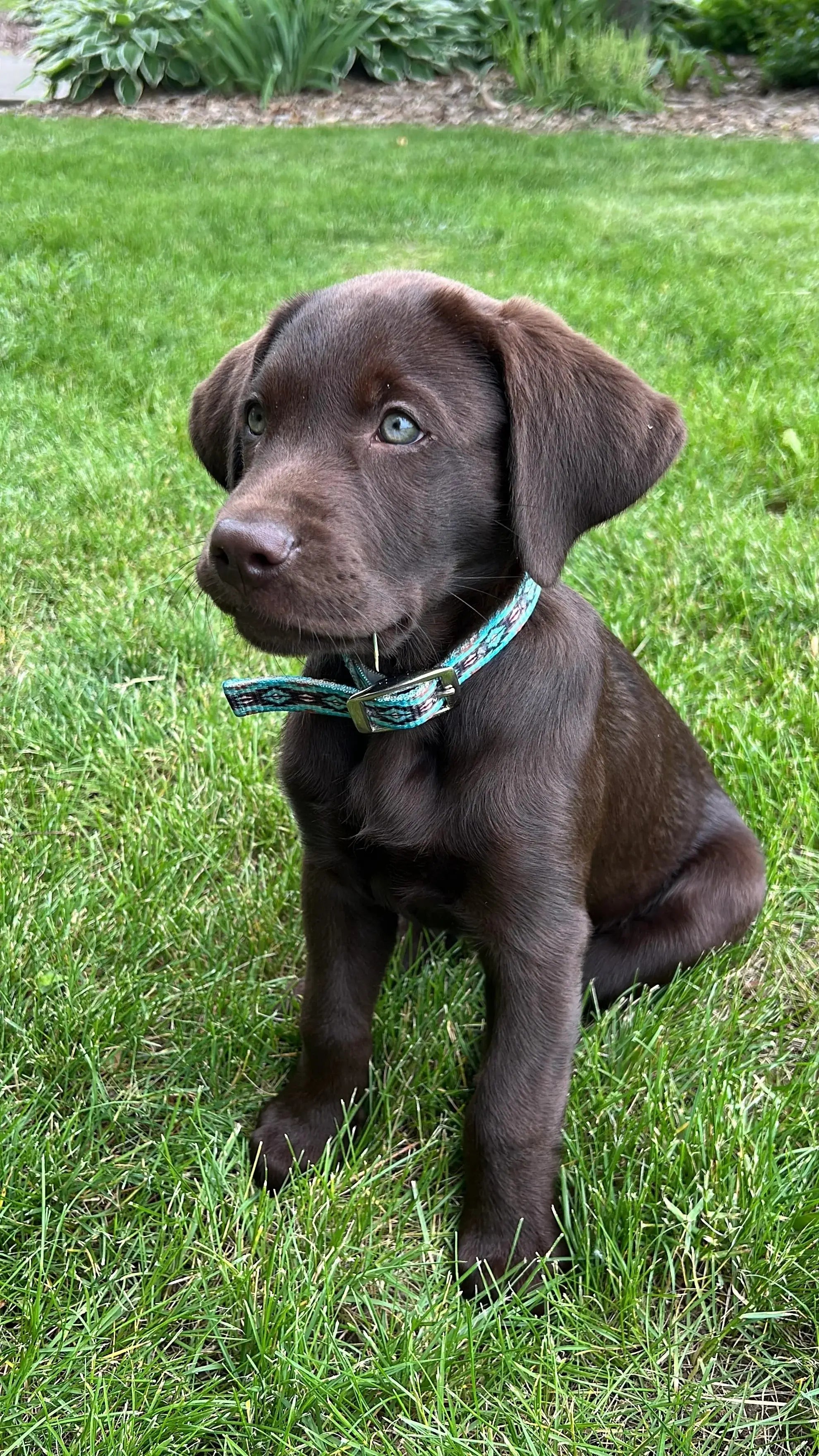 Teal Brown Southwest designed nylon dog collar. Dog