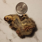 Freeze Dried Quail - Baby Single Dog