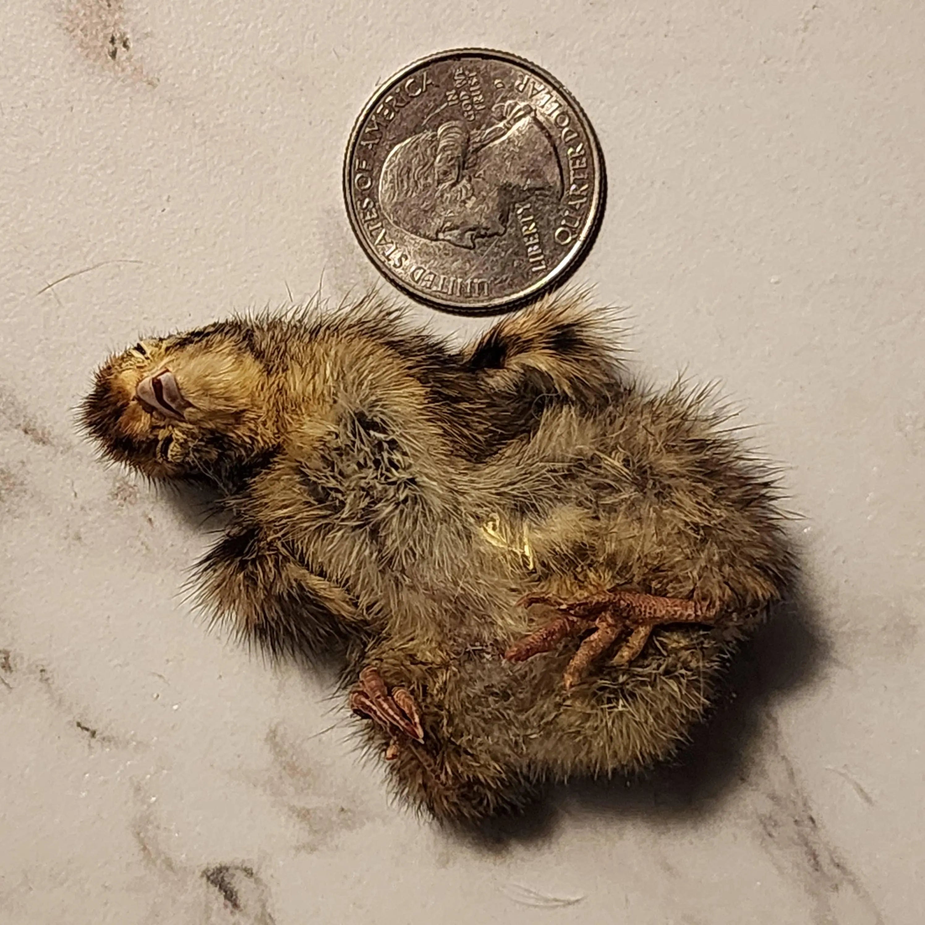 Freeze Dried Quail - Baby Single Dog