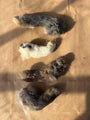 Rabbit Paw