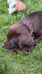 Chocolate brown puppy wearing genuine leather dog collar with floral embroidery