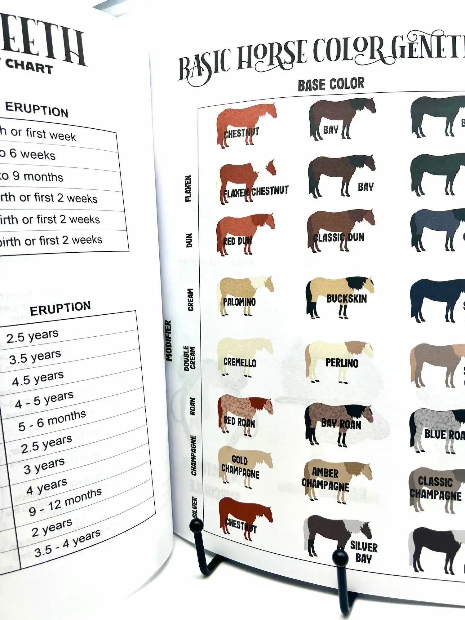 Horse Workbook Vol. II inside