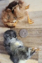 Freeze Dried Chicks Dog