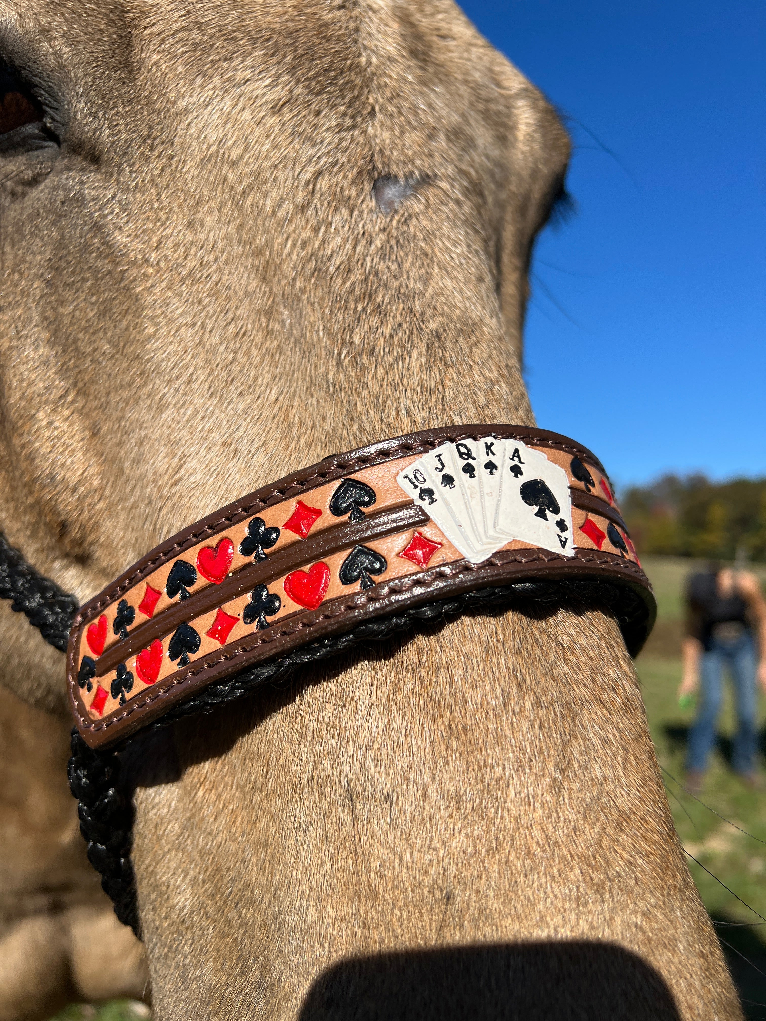 Woven Black Nylon Mule Tape Halter - 'Royal Flush'