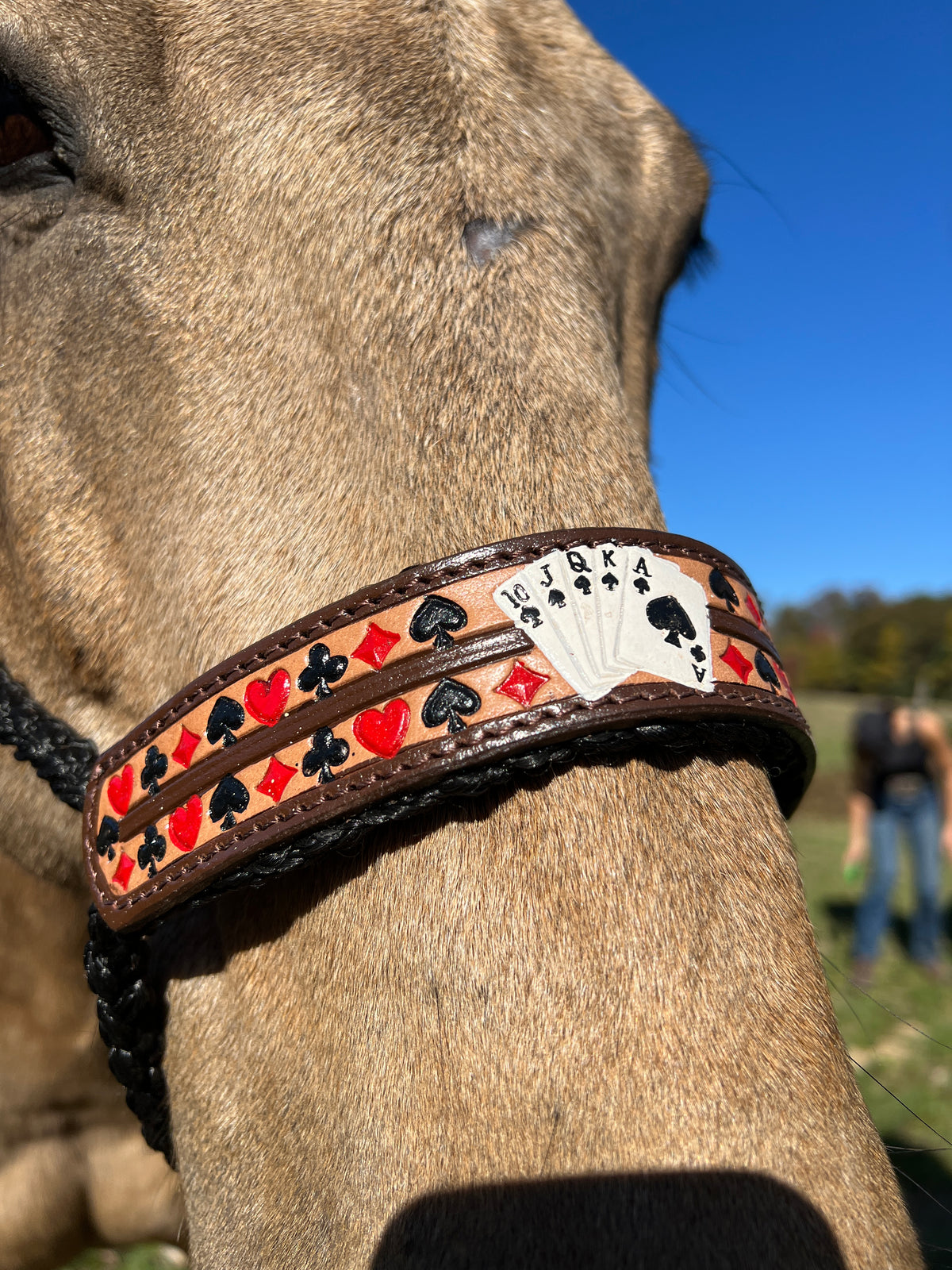 Woven Black Nylon Mule Tape Halter - 'Royal Flush'